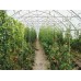 String Reinforced 4 Year UV Resistant 10 mil Clear Greenhouse Plastic Sheeting - Choose Your Size